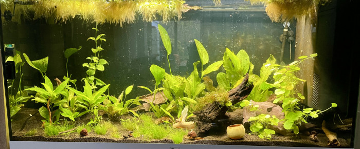 aquarium Gouramis , de Scylla_59
