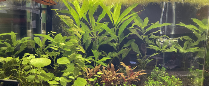 aquarium Trichogaster chuna , de Scylla_59