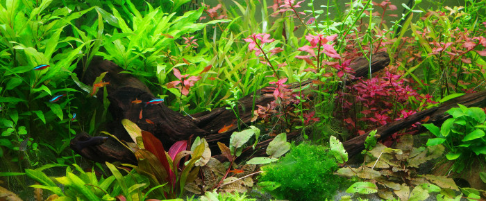 aquarium Eheim Proxima 250 , de Ramirezi89