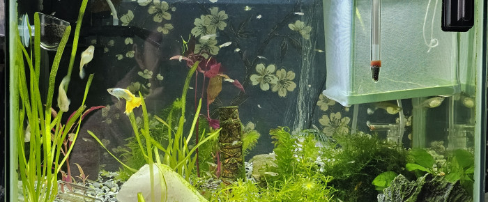 aquarium Guppy cory et rili orange , de Natu9110