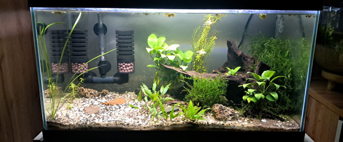 aquarium Ciao 60l neocaridina blue velvet , de PassionAQUA