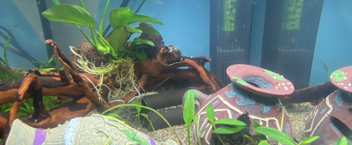 aquarium betta male , de Leonard070612