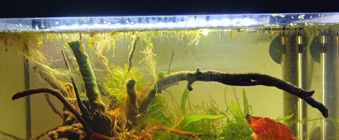 aquarium Thai Black Water , de LilithLisa