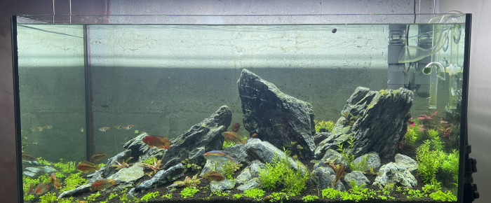 aquarium Iwagumi , de Rafael_78