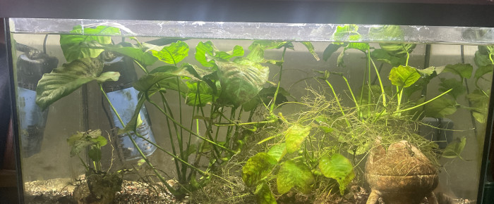 aquarium Eau douce , de Karaba333