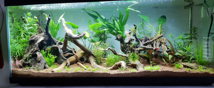 aquarium 120l amazonie , de boubou59