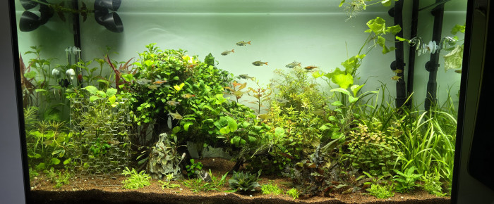 aquarium 200l communautaire , de boubou59