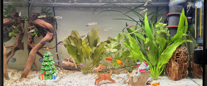 aquarium LE CANYON  OCCITAN , de Rabaud