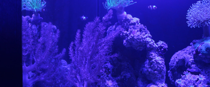 aquarium 70l , de Sokaris