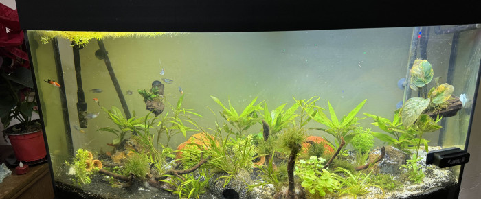 aquarium Juwel 260 Vision , de Bibii07