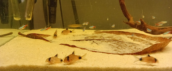 aquarium aqua-biotope , de vv091v