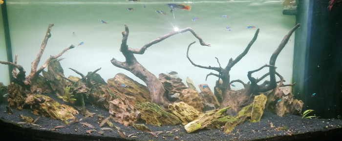 aquarium Shinrin no kodama , de Barbu62