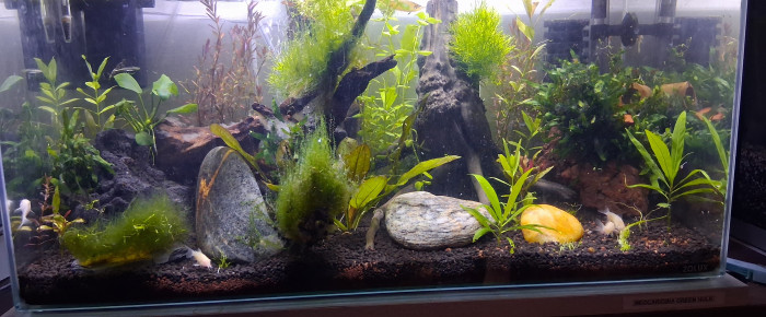 aquarium Petit 60l pour met neocaridina green hulk , de Momo24