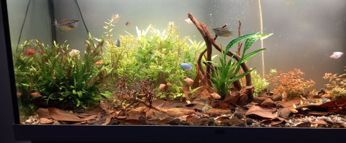 aquarium bac asie du sud est  240 litres , de mikey