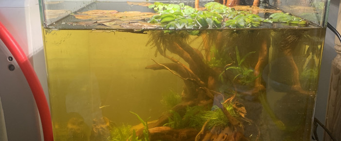 aquarium Bettas sauvages , de luciol3