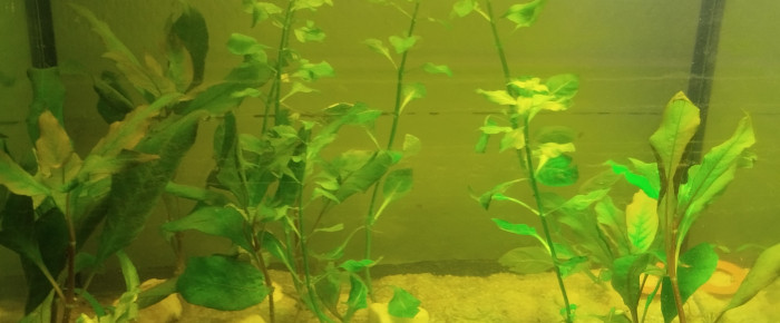 aquarium 40l GuppY bac 1 , de Sombre_aquatique