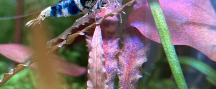 aquarium Souche , de Olivoliv