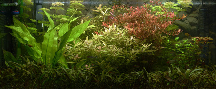 aquarium Aquarium communautaire  de 150 litres nets 200 bruts , de YvesL