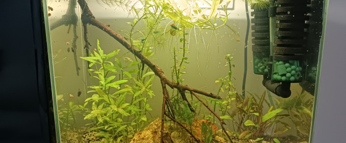 aquarium Le ptit bac à crevettes , de littleoph