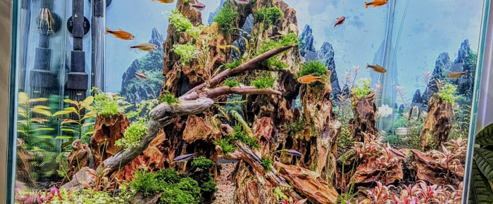 aquarium Le dragon col , de Yannick66