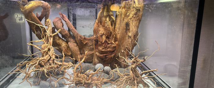 aquarium Discus , de JPS31