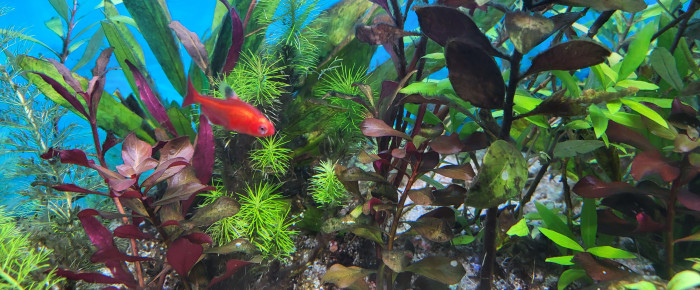 aquarium Aquarium Juwel 260 Litres , de spacaud