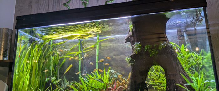 aquarium Nature , de marie15073