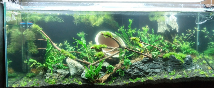 aquarium amano 240 , de cyberic64