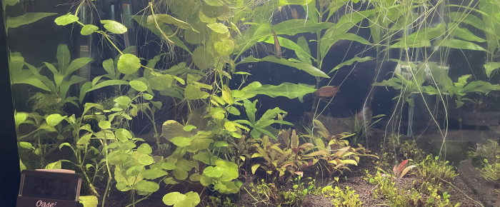 aquarium Trichogaster chuna , de Scylla_59