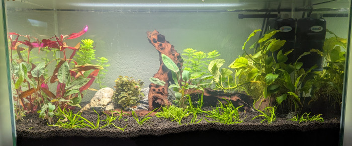 aquarium First , de Eosss