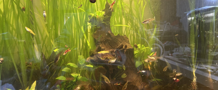 aquarium 110 litres vertical , de Cabernet