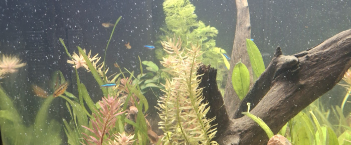 aquarium Amazonien , de StephL