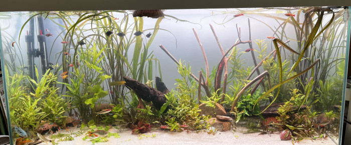 aquarium Mon 200L , de remy.giog