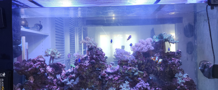 aquarium Aquarium , de FIRJUD