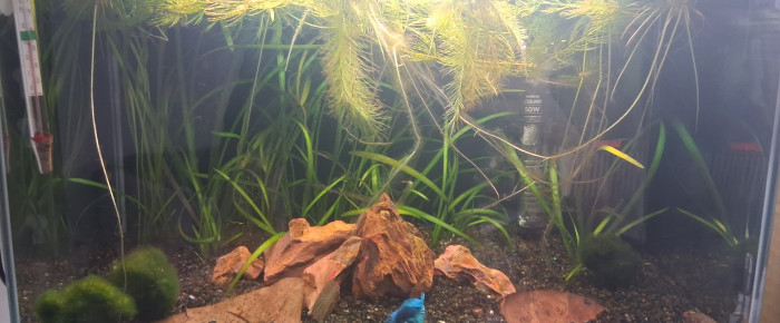 aquarium Betta_dutch60 , de Betta_dutch60