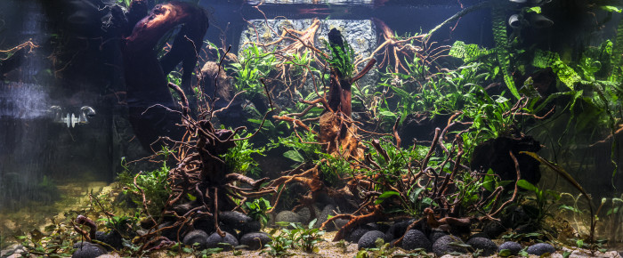 aquarium Discus , de JPS31