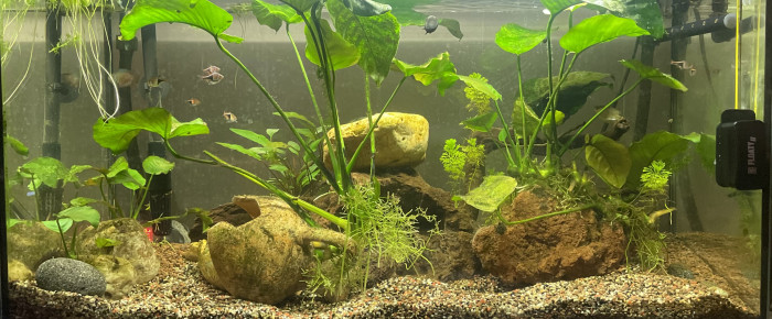 aquarium Eau douce , de Karaba333