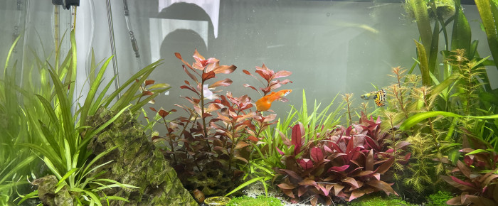 aquarium Communautaire , de Alphabar