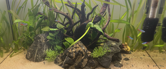 aquarium Crevette , de Alphabar