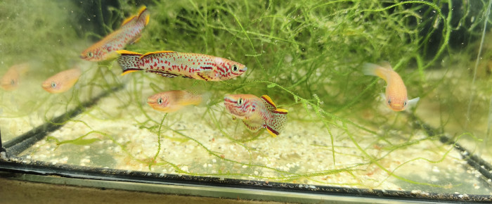 aquarium 121 03 Couple Fundulopanchax nigerianus innidere , de Killi26