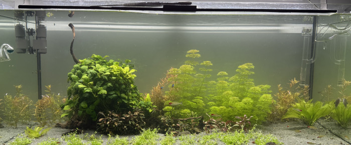 aquarium Communautaire 300L , de Alexxis