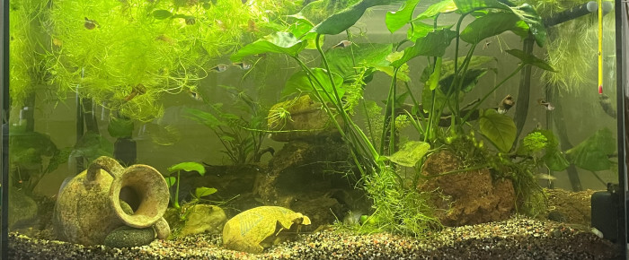 aquarium Eau douce , de Karaba333