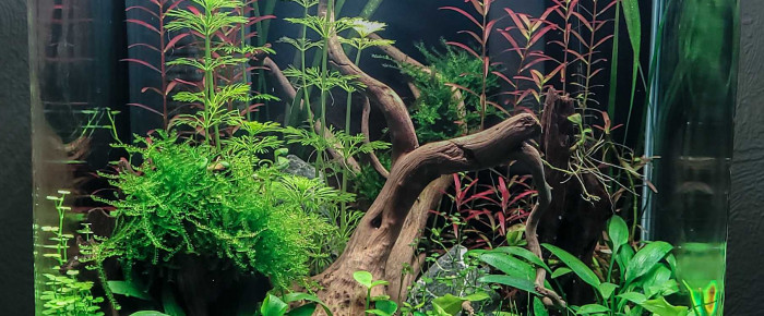 aquarium Nano 20L , de Erzalt