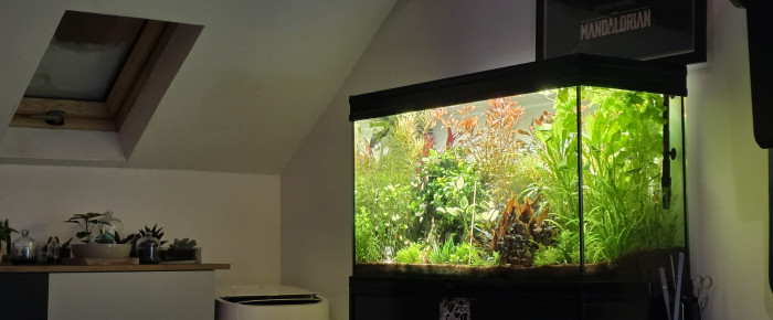 aquarium 200l communautaire , de boubou59