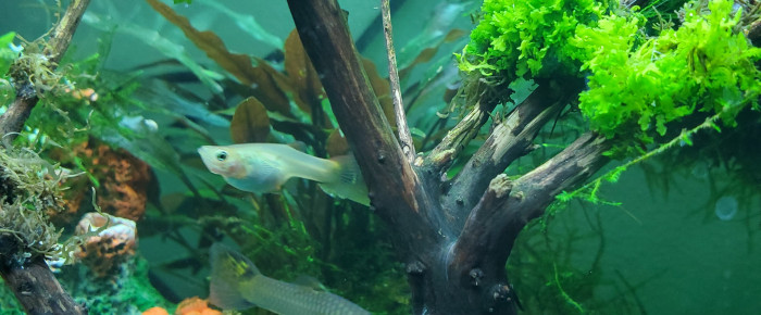 aquarium Cab repro , de Mariekiwi