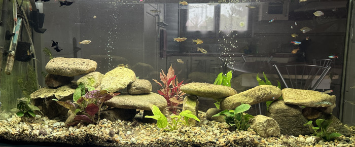 aquarium Séjour , de Laurent66