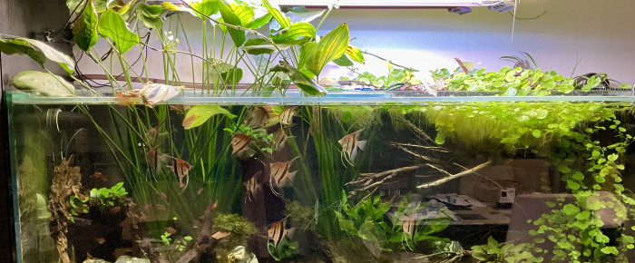 aquarium Amazonien , de Scylla_59