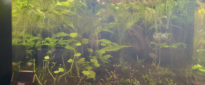 aquarium Trichogaster chuna , de Scylla_59