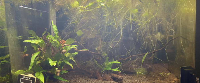 aquarium Betta smaragdina , de Scylla_59