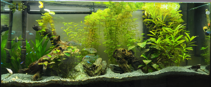 aquarium 300 Litres Amazonien , de Carrow31